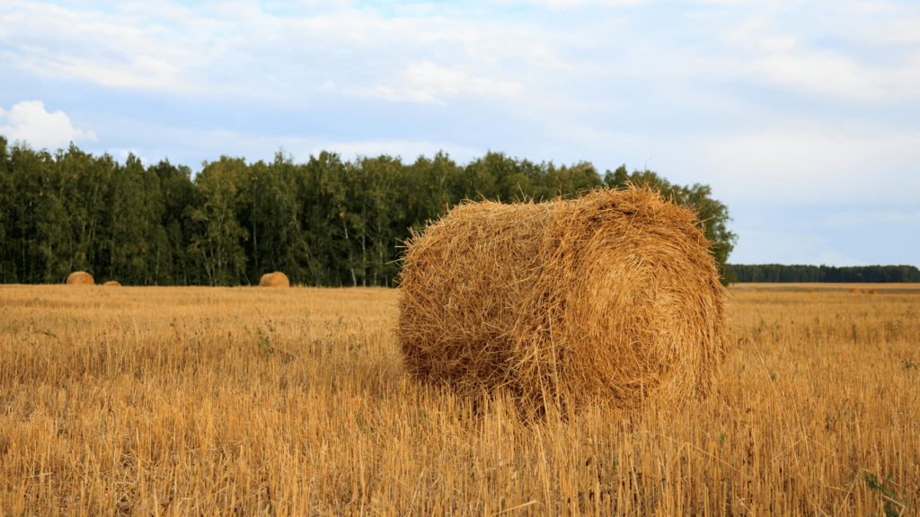 STACK OF HAY
